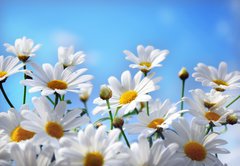 Samolepka flie 145 x 100, 13584171 - Flowers