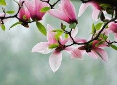 Fototapeta vliesov 100 x 73, 13608462 - Magnolia