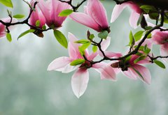 Samolepka flie 145 x 100, 13608462 - Magnolia - Magnlie