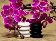 Fototapeta pltno 160 x 116, 13631630 - Spa essentials (pyramid of stones with purple orchids) - Lzesk poteby (pyramida kamen s fialovmi orchidejemi)