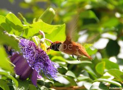 Samolepka flie 100 x 73, 13649103 - Rufous hummingbird - Rufous kolibk