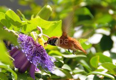 Fototapeta pltno 174 x 120, 13649103 - Rufous hummingbird - Rufous kolibk