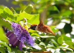 Fototapeta vliesov 200 x 144, 13649103 - Rufous hummingbird - Rufous kolibk
