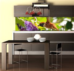 Fototapeta do kuchyn flie 260 x 60  Rufous hummingbird, 260 x 60 cm