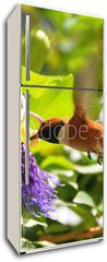 Samolepka na lednici flie 80 x 200  Rufous hummingbird, 80 x 200 cm