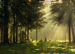 Samolepka flie 100 x 73  Morning in a spring forest, 100 x 73 cm