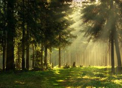 Fototapeta vliesov 200 x 144, 13656734 - Morning in a spring forest - Rno v jarnm lese