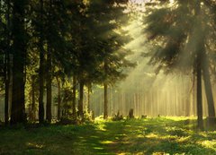 Samolepka flie 200 x 144  Morning in a spring forest, 200 x 144 cm
