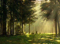 Samolepka flie 270 x 200  Morning in a spring forest, 270 x 200 cm