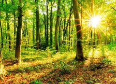 Fototapeta160 x 116  Wald im Frhling mit Sonne, 160 x 116 cm