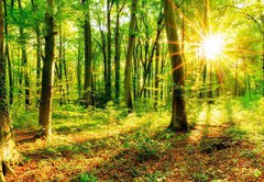 Fototapeta174 x 120  Wald im Frhling mit Sonne, 174 x 120 cm