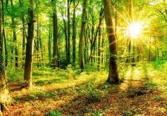 Fototapeta papr 184 x 128, 137096673 - Wald im Frhling mit Sonne - Les na jae se sluncem
