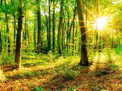 Samolepka flie 270 x 200, 137096673 - Wald im Frhling mit Sonne - Les na jae se sluncem