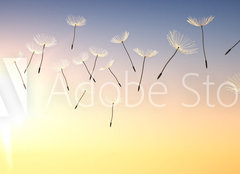 Fototapeta papír 160 x 116, 137387337 - Pusteblume im Sonnenuntergang 1
