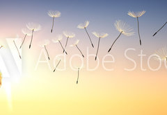 Fototapeta pltno 174 x 120, 137387337 - Pusteblume im Sonnenuntergang 1