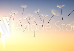 Fototapeta papr 184 x 128, 137387337 - Pusteblume im Sonnenuntergang 1