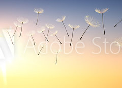 Samolepka flie 200 x 144, 137387337 - Pusteblume im Sonnenuntergang 1