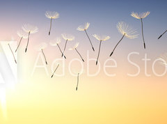 Samolepka flie 270 x 200, 137387337 - Pusteblume im Sonnenuntergang 1