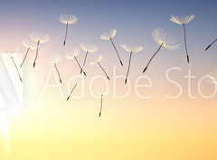 Fototapeta pltno 330 x 244, 137387337 - Pusteblume im Sonnenuntergang 1