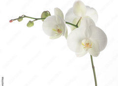 Samolepka flie 100 x 73, 1377708 - white orchid - bl orchidej