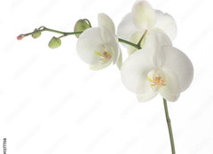Fototapeta plátno 160 x 116, 1377708 - white orchid - bílá orchidej