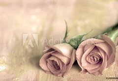 Fototapeta174 x 120  zwei rosen, 174 x 120 cm