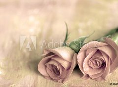 Fototapeta360 x 266  zwei rosen, 360 x 266 cm