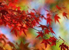 Samolepka flie 100 x 73, 138623 - japanese red maple in autumn - japonsk erven javor na podzim