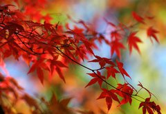 Fototapeta145 x 100  japanese red maple in autumn, 145 x 100 cm