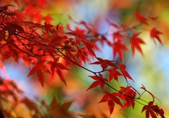 Fototapeta184 x 128  japanese red maple in autumn, 184 x 128 cm