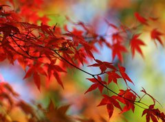 Fototapeta270 x 200  japanese red maple in autumn, 270 x 200 cm