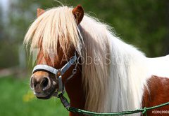 Fototapeta vliesov 145 x 100, 13919902 - Shetland-Pony