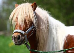 Fototapeta160 x 116  Shetland Pony, 160 x 116 cm