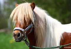 Fototapeta papr 184 x 128, 13919902 - Shetland-Pony