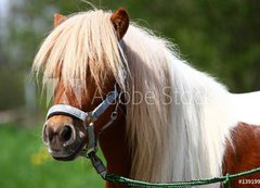 Fototapeta vliesov 200 x 144, 13919902 - Shetland-Pony