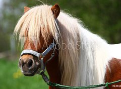 Fototapeta330 x 244  Shetland Pony, 330 x 244 cm