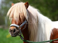 Fototapeta papr 360 x 266, 13919902 - Shetland-Pony