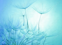 Fototapeta papír 160 x 116, 139324151 - dandelion on a blue background - pampeliška na modrém pozadí