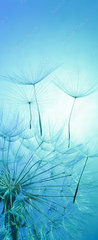 Samolepka na dveře fólie 90 x 220, 139324151 - dandelion on a blue background - pampeliška na modrém pozadí