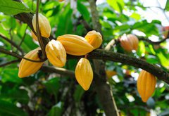 Samolepka flie 145 x 100, 13996500 - Cocoa pods - Kakaov struky