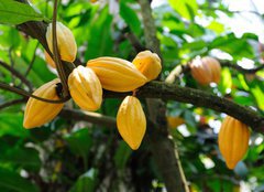 Fototapeta pltno 160 x 116, 13996500 - Cocoa pods