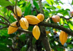 Fototapeta papr 184 x 128, 13996500 - Cocoa pods