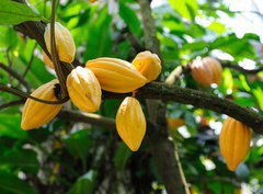 Fototapeta330 x 244  Cocoa pods, 330 x 244 cm