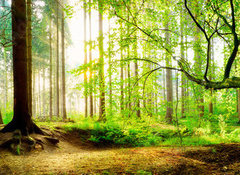 Fototapeta vliesov 100 x 73, 139969469 - Idyllischer Wald mit Bach bei Sonnenaufgang