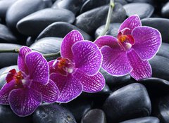 Fototapeta vliesov 100 x 73, 13998987 - beautiful orchid detail still life spa stones