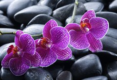 Fototapeta pltno 174 x 120, 13998987 - beautiful orchid detail still life spa stones