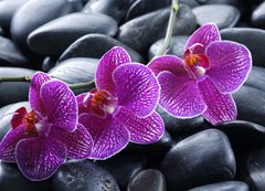 Fototapeta vliesov 200 x 144, 13998987 - beautiful orchid detail still life spa stones