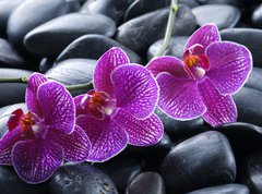 Fototapeta vliesov 270 x 200, 13998987 - beautiful orchid detail still life spa stones