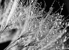 Fototapeta papr 254 x 184, 140101726 - Abstract macro photo of plant seeds. Black and white