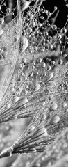 Samolepka na dveře fólie 90 x 220, 140101726 - Abstract macro photo of plant seeds. Black and white - Abstraktní makro fotografie semen rostlin. Černý a bílý